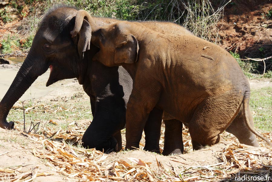 Les éléphants jouent au Elephant Nature Park à Chiang Mai en Thaïlande