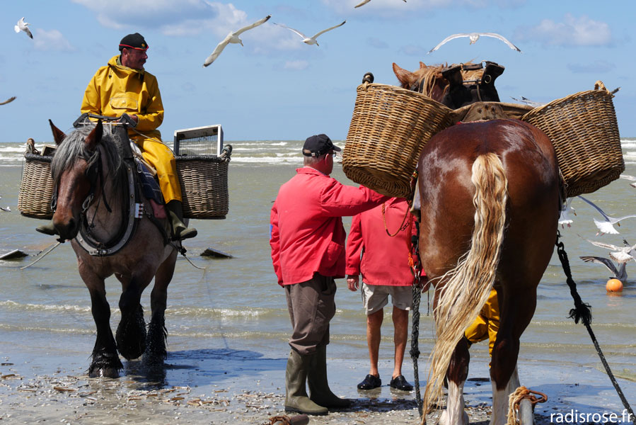 Les pêcheurs de crevettes à cheval à Oostduinkerke Coxyde