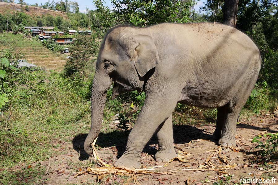 Les éléphants d'un village karen qui collabore avec Elephant Nature Park à Chiang Mai en Thaïlande