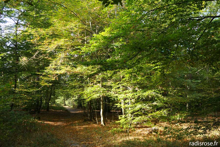 forêt de Fontainebleau
