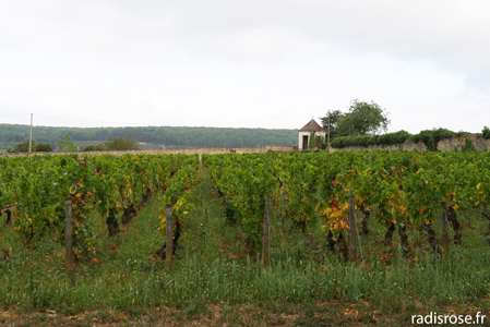 vue sur les vignes, Villa Louise, hôtel de charme à Aloxe-Corton près de Beaune en Bourgogne