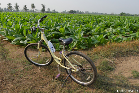 champs de tabac, Vélo dans les rizières de Sukothai en Thaïlande