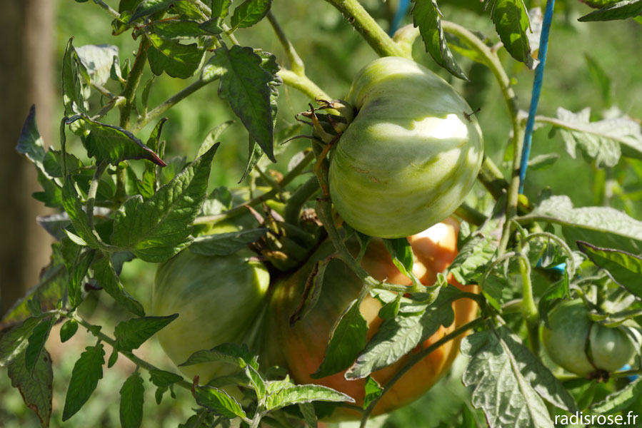 Tomates, Le potager de l'Abbaye Royale de Fontevraud