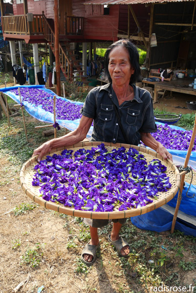 récolte des pois bleus, Vélo dans les rizières de Sukothai en Thaïlande