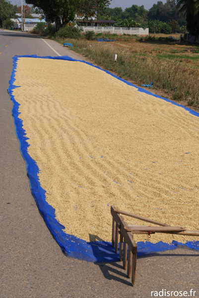 séchage du riz, Vélo dans les rizières de Sukothai en Thaïlande