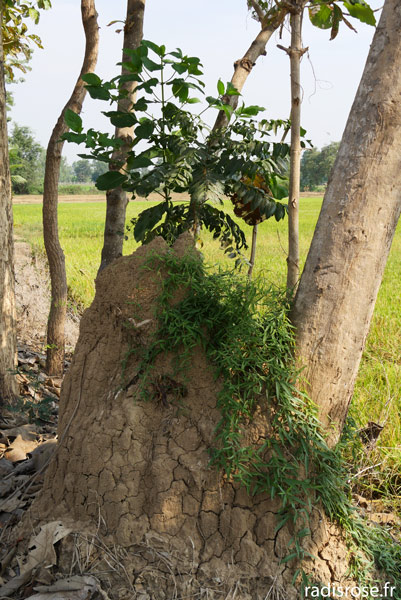 termitière, Vélo dans les rizières de Sukothai en Thaïlande