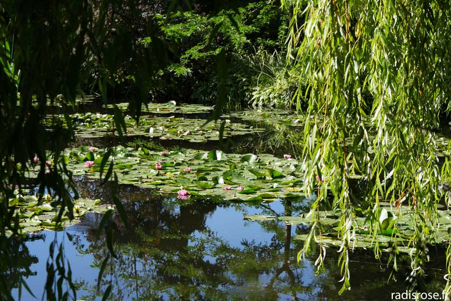 Nymphéas dans les jardins de Claude Monet à Giverny en Normandie