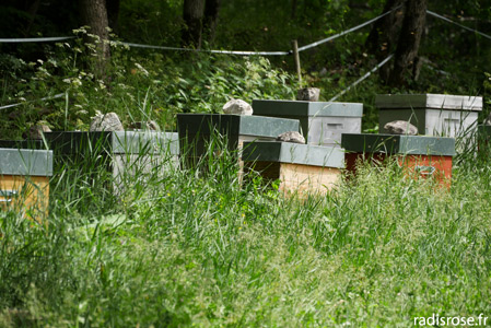 La Route des Savoir-Faire de l’Oisans, Anne Mangin, apicultrice à Auris-en-Oisans