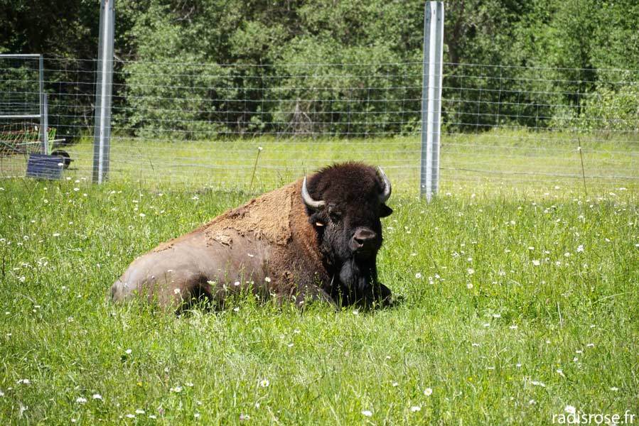 La Route des Savoir-Faire de l’Oisans, La Ferme des Bisons de l’Oisans, visite d’élevage de bisons au Bourg-d'Oisans