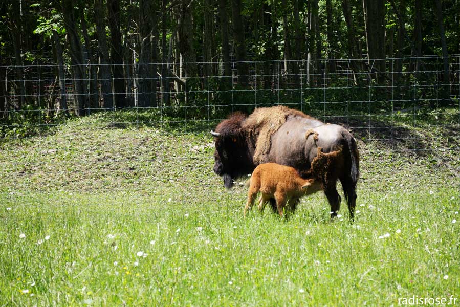 La Route des Savoir-Faire de l’Oisans, La Ferme des Bisons de l’Oisans, visite d’élevage de bisons au Bourg-d'Oisans
