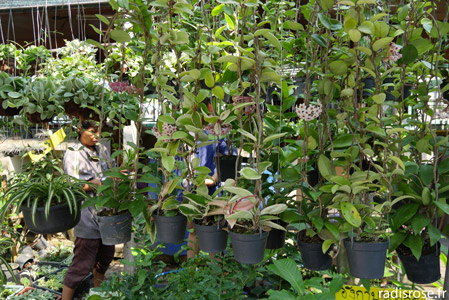 plantes au marché de Bang Nam Phueng à Bang Kachao à Bangkok en Thaïlande